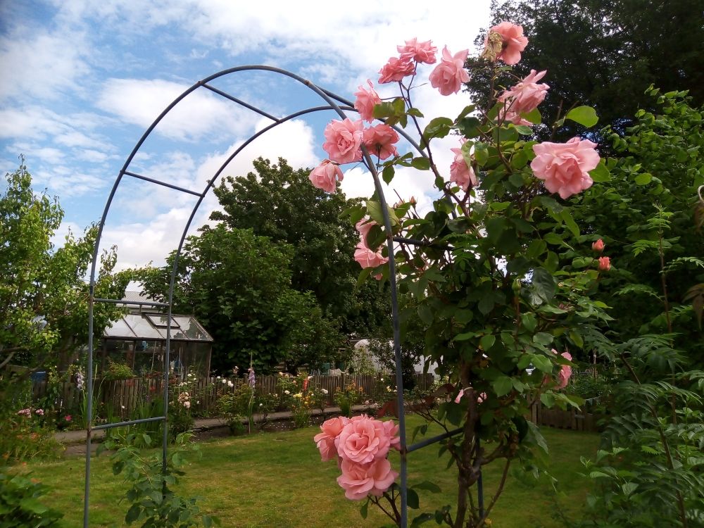 Pink roses growing over an arch in garden 