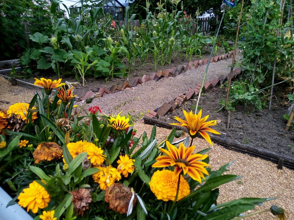 Orange flowers with paths and garden in background 