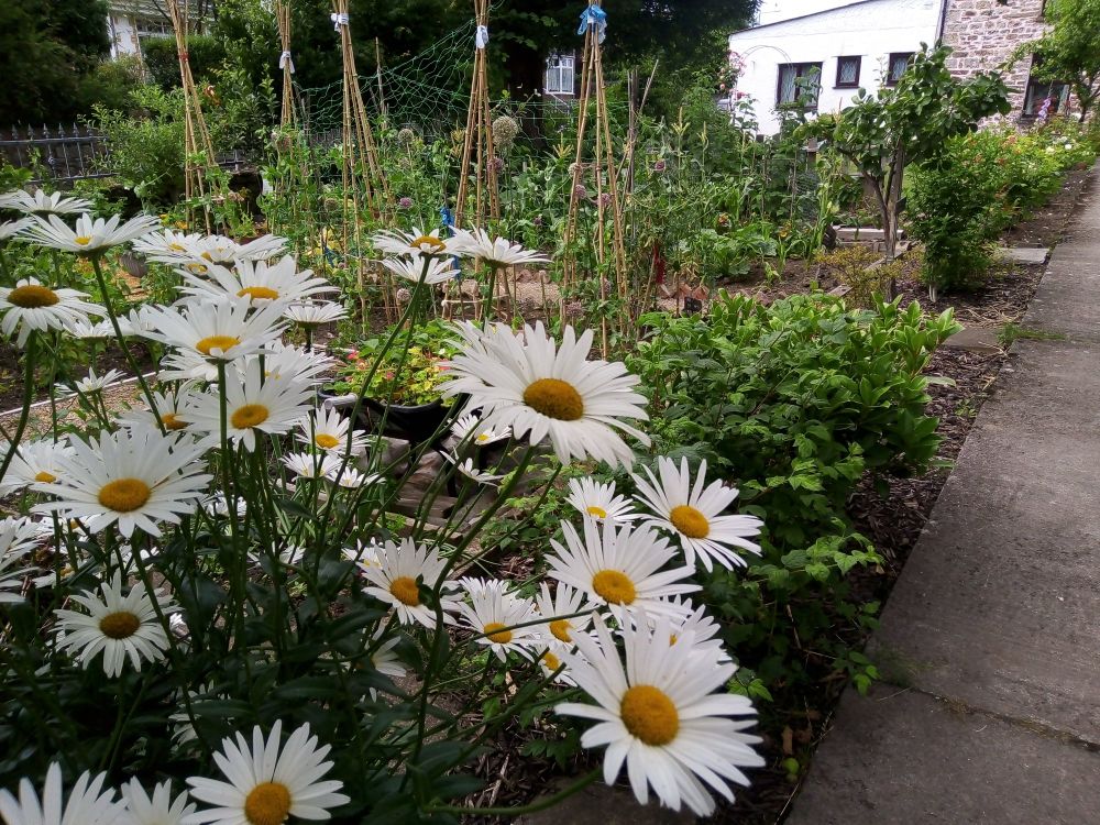 Daisies growing in garden 