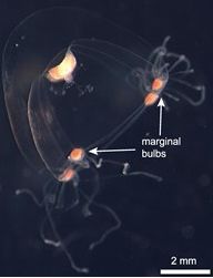 Bougainvillia jellyfish with 4 marginal bulbs