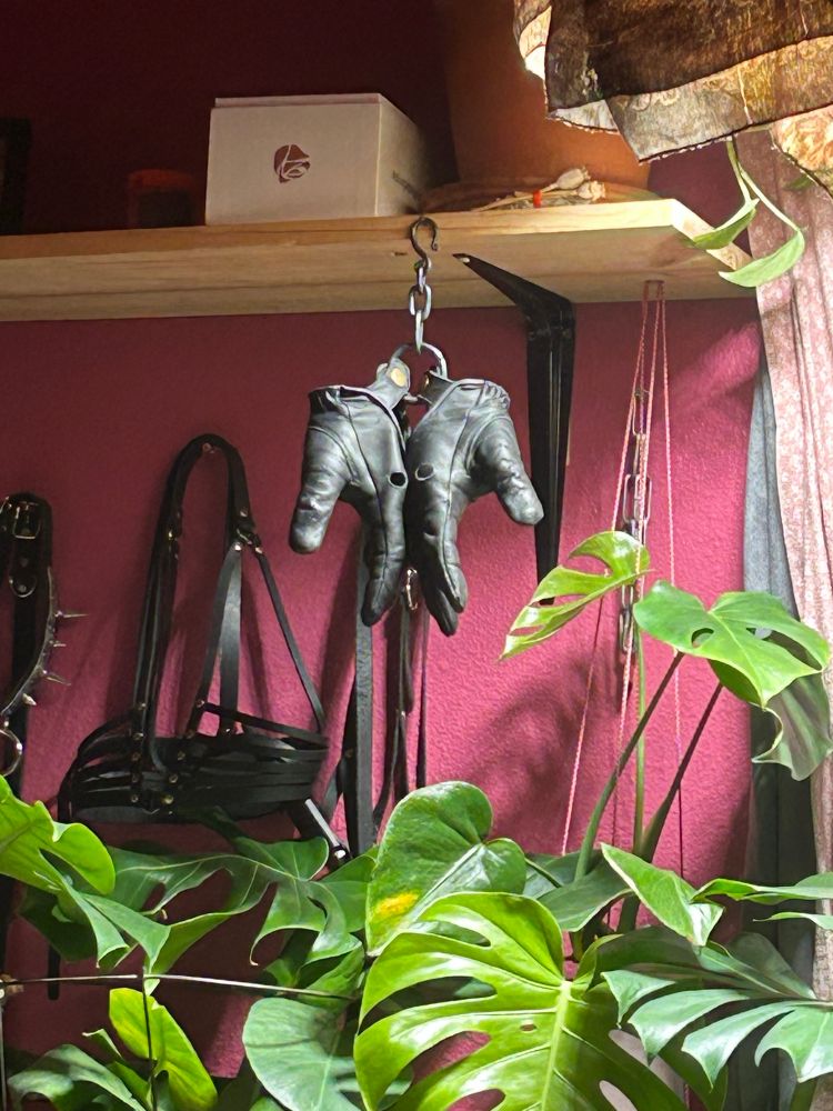 pair of black leather gloves hangs from a cast iron ring, they're dangling above a luscious monstera and in front of some other leather hanging on a pink wall