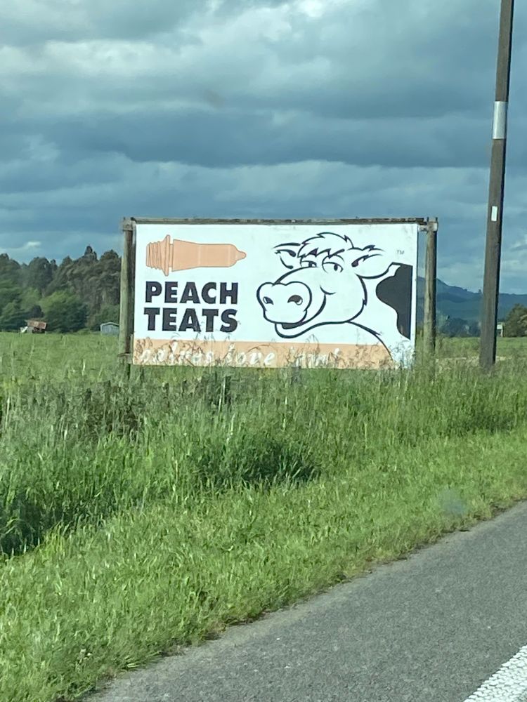 Friendly some say flirty cartoon cow on roadside billboard advertising peach teats.