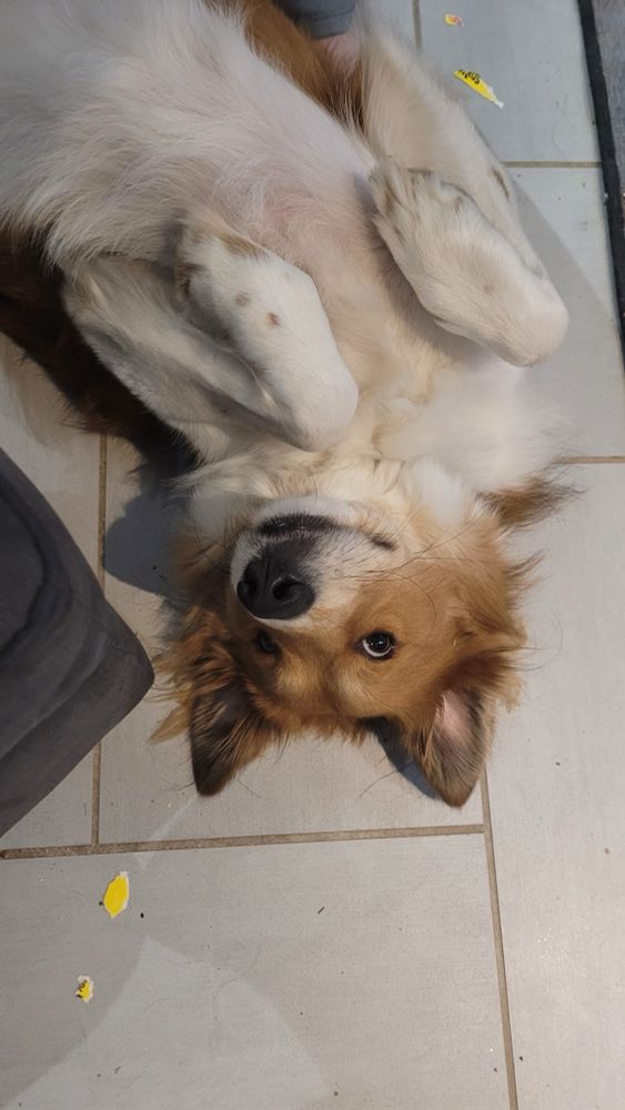 Dog on the floor on his back, paws cutely folded, looking up expectantly for treats