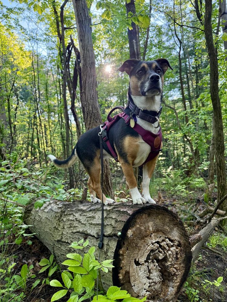 Pudding the dog standing on a log in a forest with a look of concern on her face
She's adorable