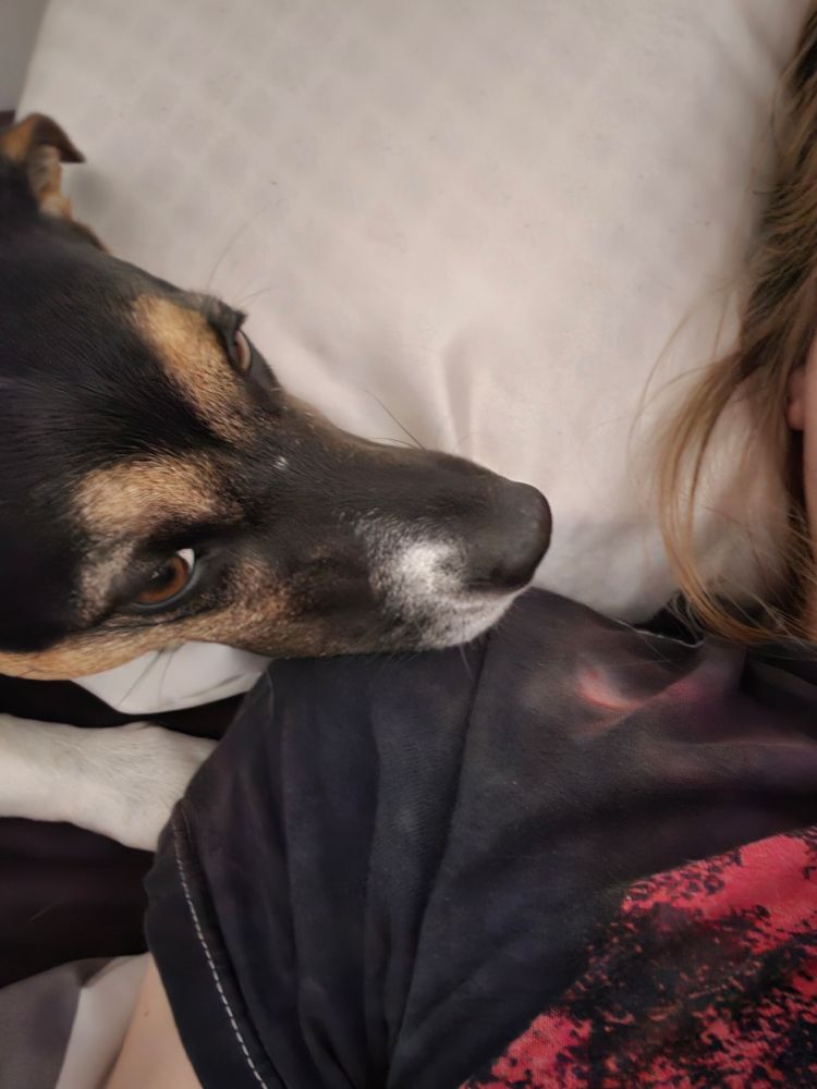 another picture of my dog, from above - she's laying with her head partially on my pillow and partially on my shoulder and she's looking sooo patient, so patient that she can just chill for a few minutes longer while i go back to sleep but nooo she's gotta lick me in the ear like a fucking freak