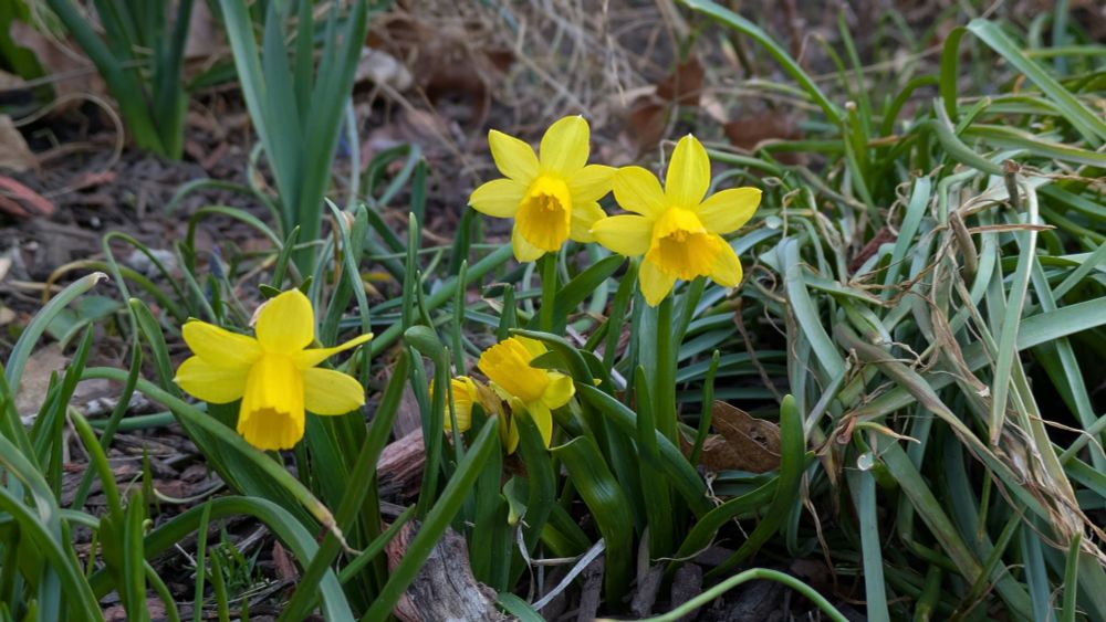 3 perfect miniature daffodils. A 4th is hiding, but the yellow peeks out from the foliage 