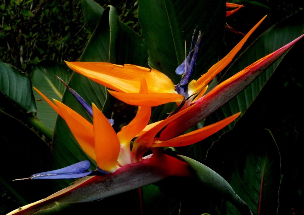 Comment image