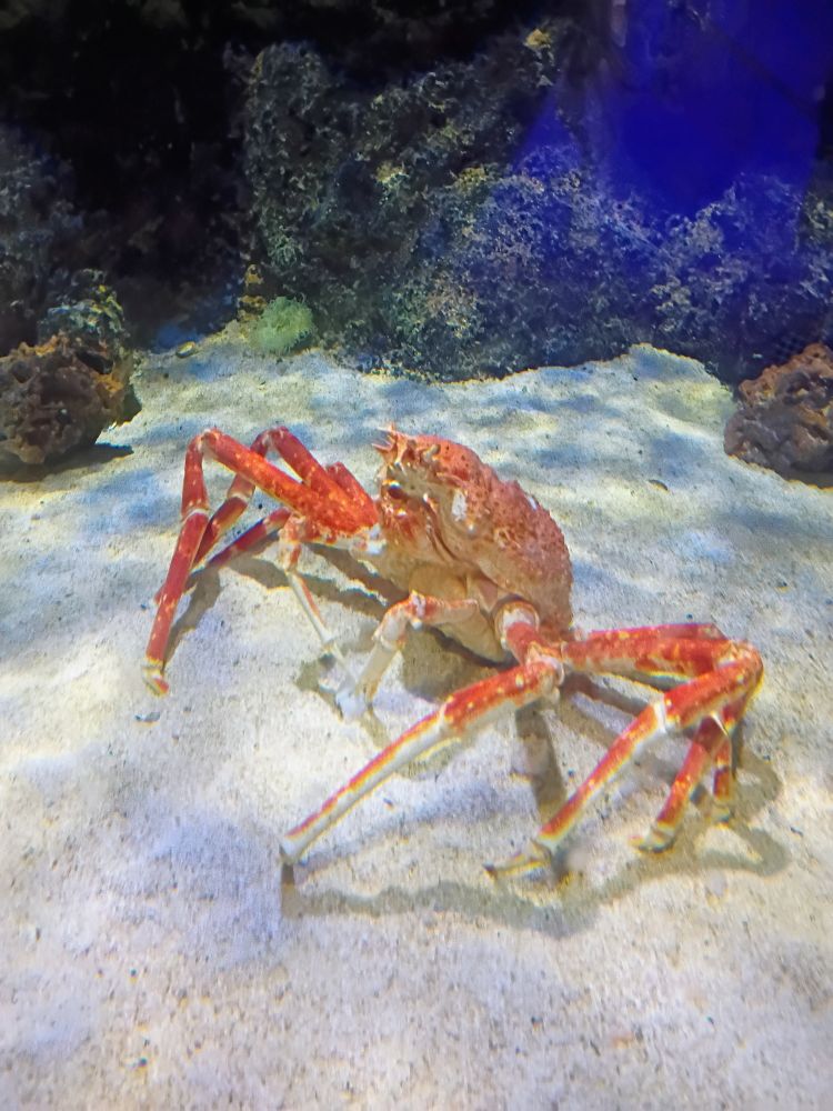 A large orange colored, long legged Japanese Spider Crab in an aquarium exhibit resting on pale sand