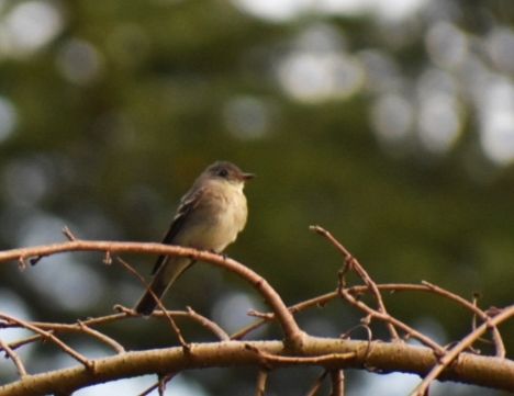 Eastern Wood-Pewee perched on a branch