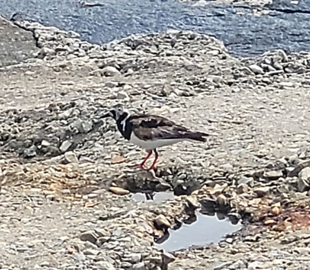 Ruddy Turnstone walking on rocky background 