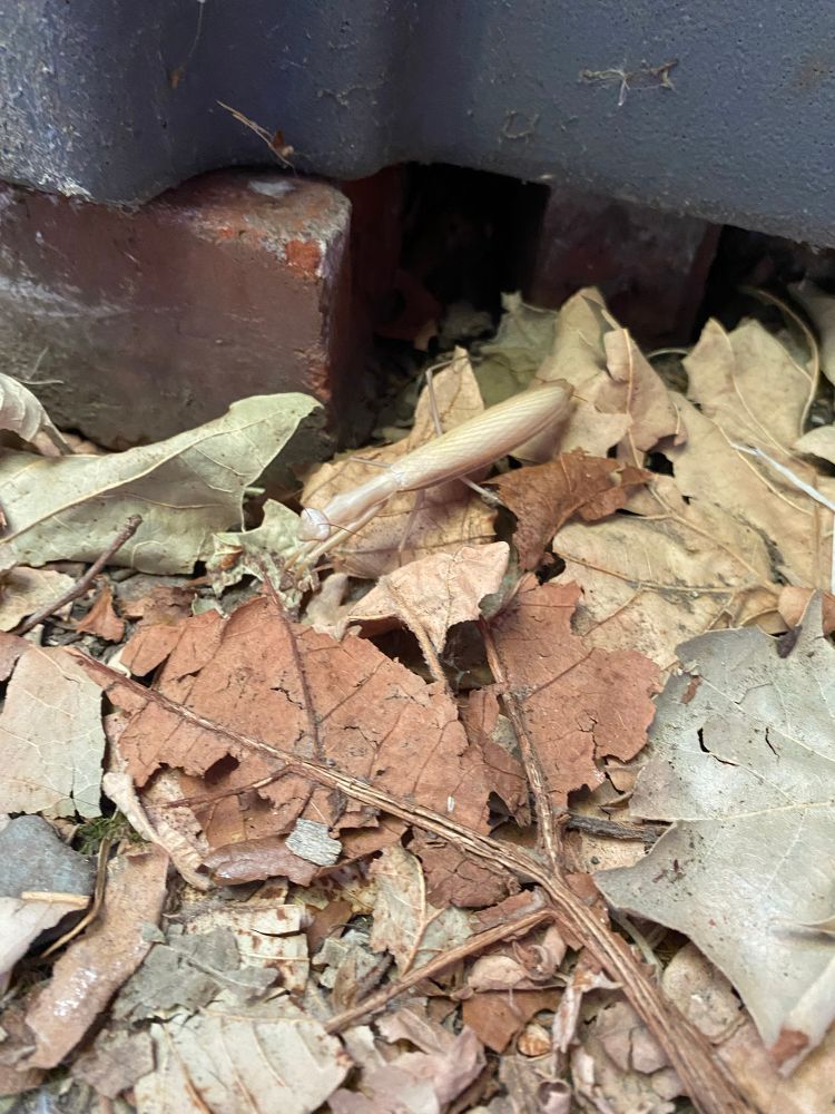 *waow* it’s a praying mantis with very good camouflage in some leaves 
