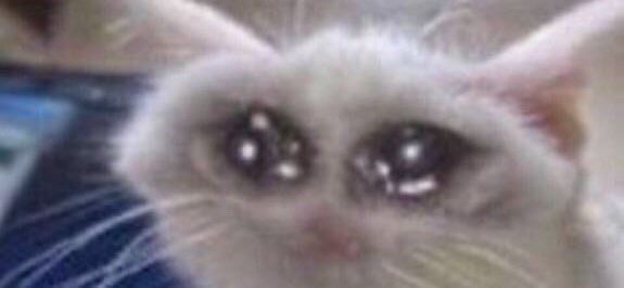 cat with wet eyes meme except eyes are enormous
