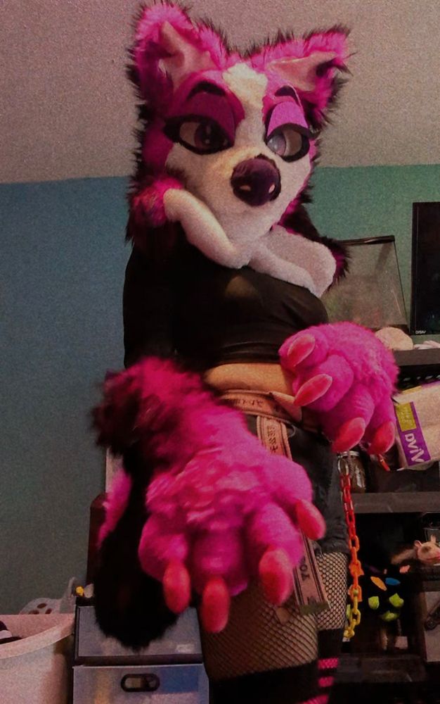 Front view of pink border Collie partial