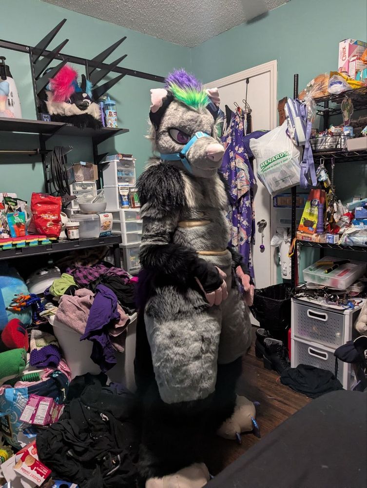 Person standing in a bedroom wearing a grey and black opossum themed fursuit.
Head is a semi realistic style and doesn't quite match the current body