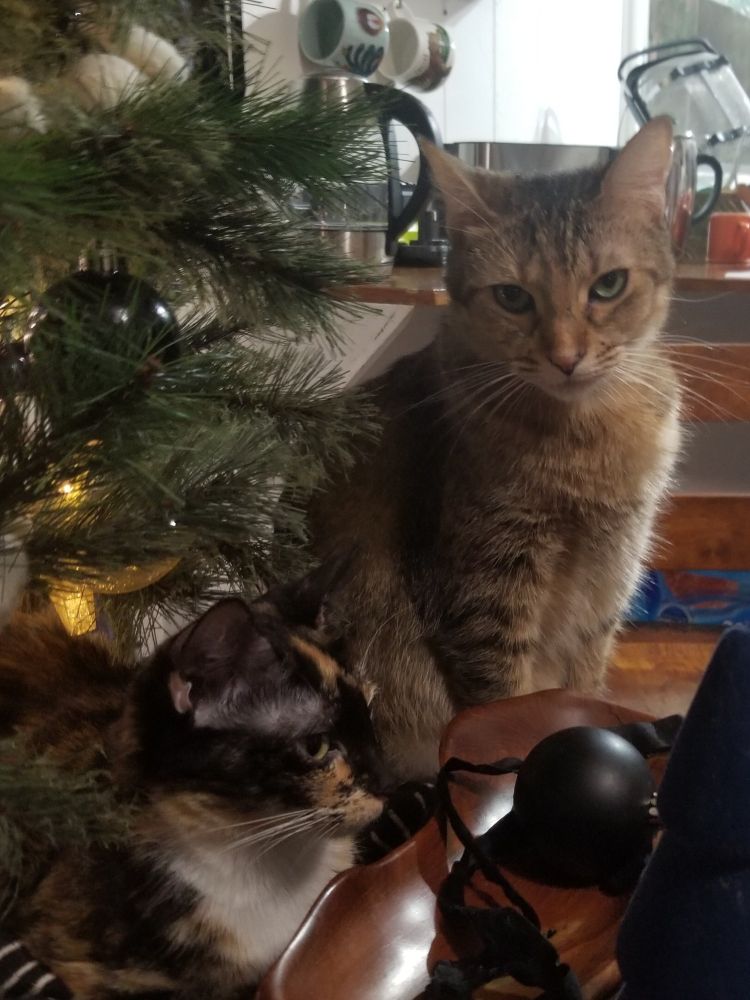 Penny Squash (the tabby cat) and Tortellini (the not exactly a tortoise shell cat).