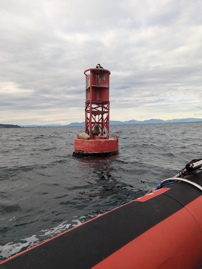 A photo of a large red dingy in a bay in Vancouver. On the dingy platform lies two female sea lions just chilling. 