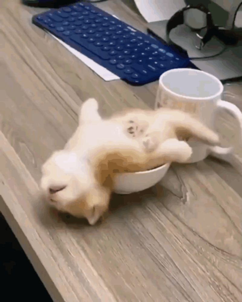 Sleepy Sleepycat GIF