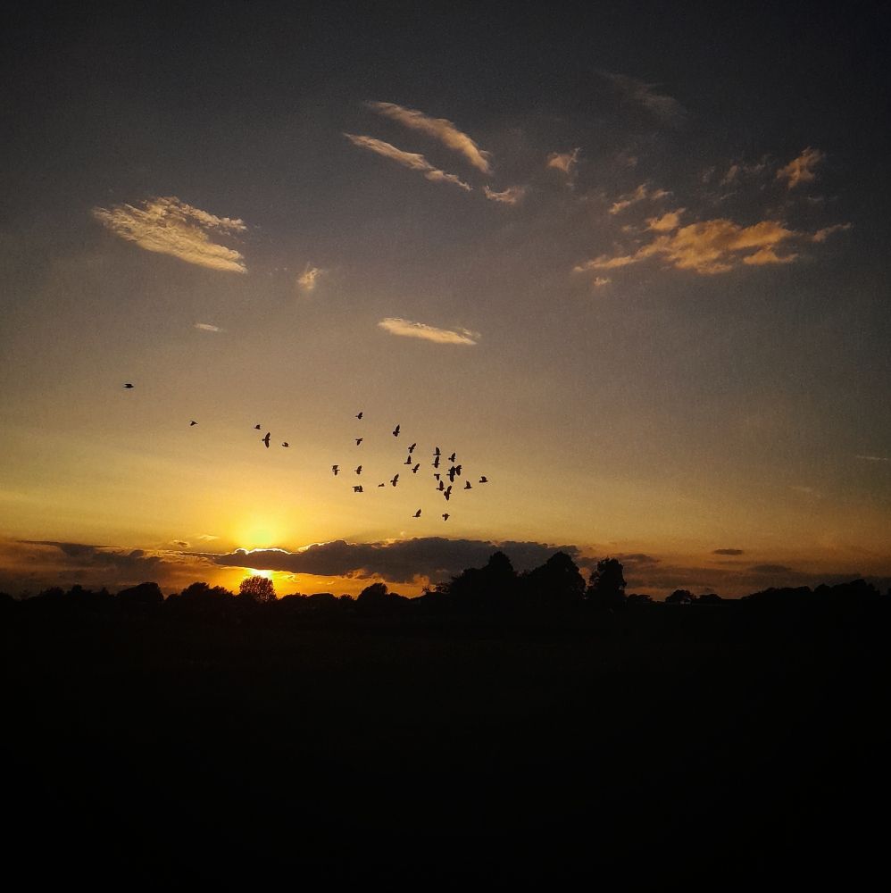Looking out over a darkened tree lined field at sunset last night. The sky is golden with a few wispy clouds. A group of crows are flying in the distance. 