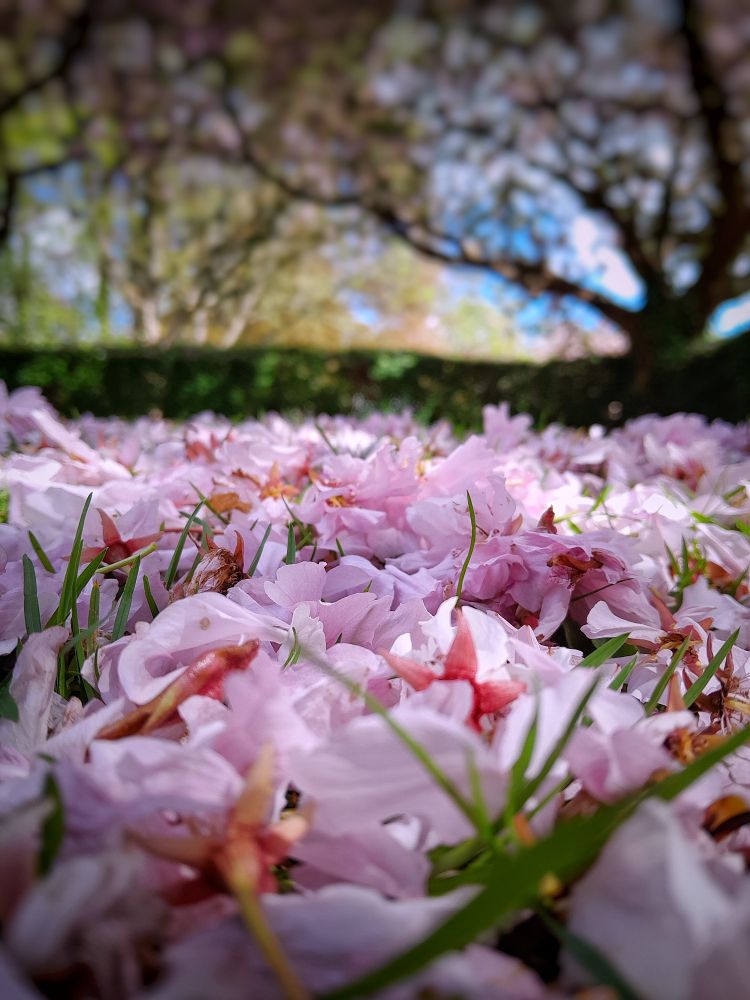 A photo of thousands  and thousands of pink blossom petals that have fallen onto a grassy lawn.
Blades of grass are visible amongst the flowers. 
A tree and privet hedge in the distance are out of focus 
