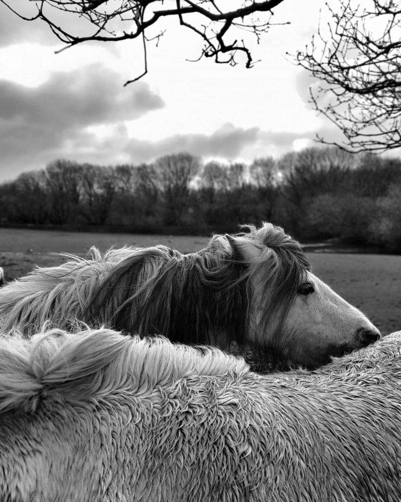 A black and white photo of two white ponies stood side by side in a field. 
They were close by as I took the photo. 
Only the back of the one in front is visible.  The one behind has just it's head and mane showing. 
They are both wet from the rain 