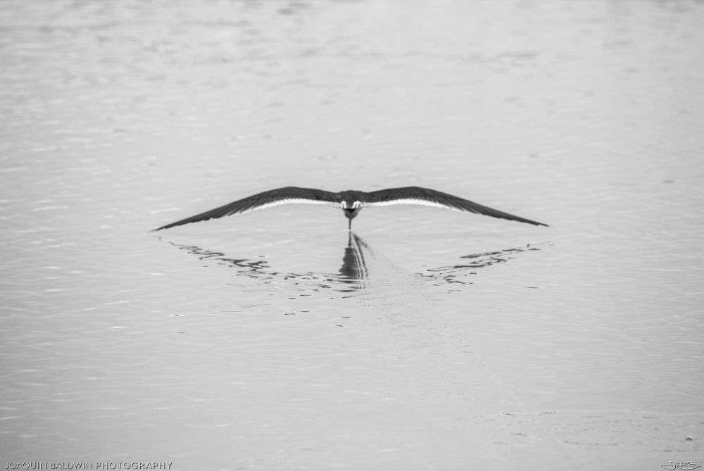 Black and white straight-on skimmer photo with the wingtips lightly caressing the water they are flying over, creating a reflection in the shape of lips.