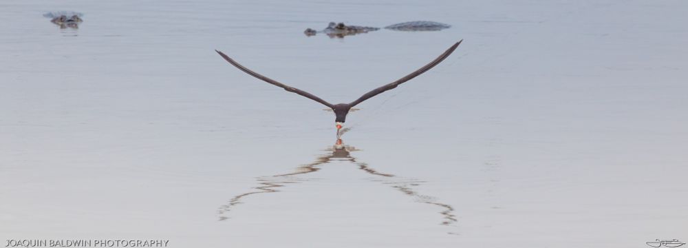 Another straight-on skimmer photo. This one is wider, with two caymans lurking in the background. The wings are lifted higher, creating an X with the reflection.