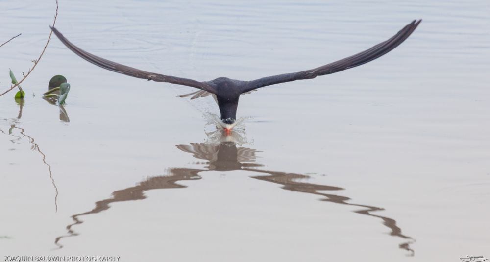 Straight-on photo of a skimmer dunking their orange beak into a pong, the reflection creating a second axis of symmetry, making it look like a sideways H or a Gemini glyph.