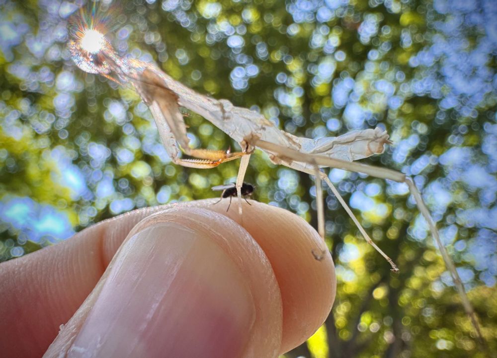 A mantis’ exuviae in my fingertips, with the sun shining right behind the head of the molted exoskeleton as if the insect has reached a higher level of existence. Also a tiny fly on my finger.