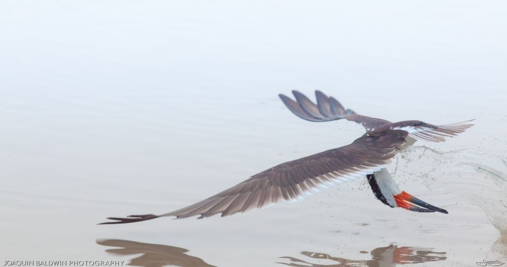A skimmer just missing catching their lunch, wings outstretched, water splashing from their downturned beak.
