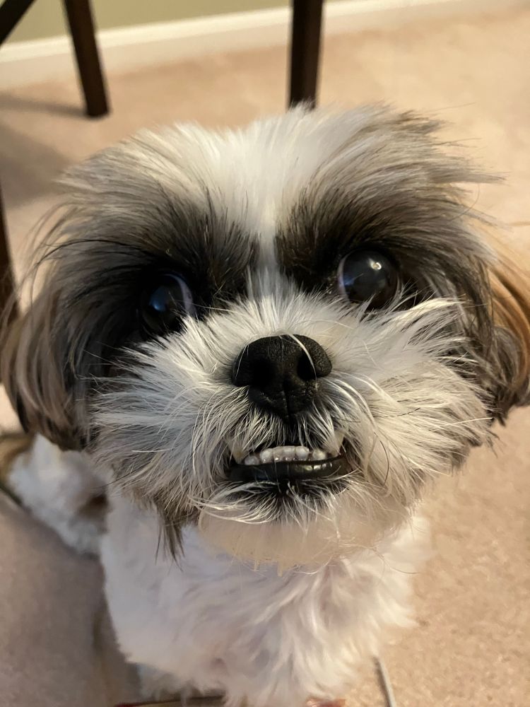A dawg looking into camera with lower teeth sticking out in friendly snarl