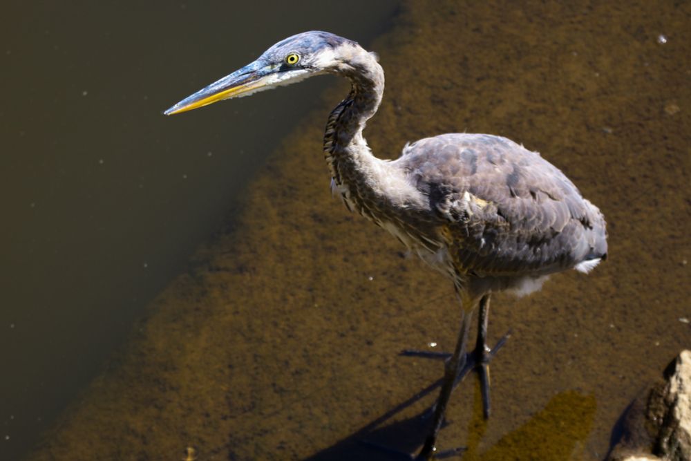 Great blue heron looking suspiciously at the camera while wading in shallow water