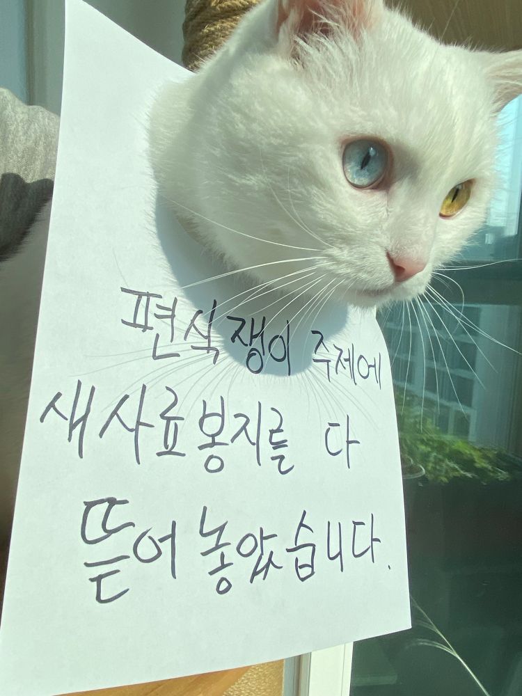 ”편식쟁이 주제에 새 사료봉지를 다 뜯어놓았습니다“라고 쓰로있는 종이칼을 차고 있는 흰 고양이 설탕이