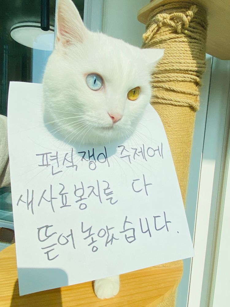 ”편식쟁이 주제에 새 사료봉지를 다 뜯어놓았습니다“라고 쓰로있는 종이칼을 차고 있는 흰 고양이 설탕이