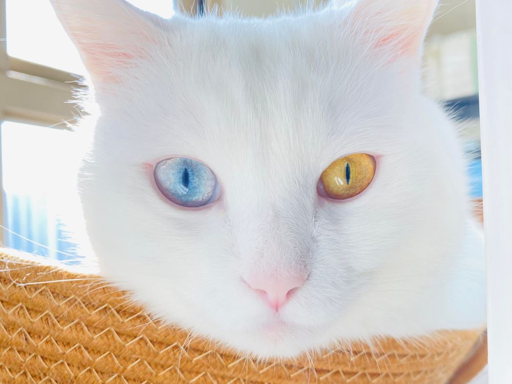 파란눈+금색눈을 가진 오드아이 흰 고양이 설탕이 얼굴