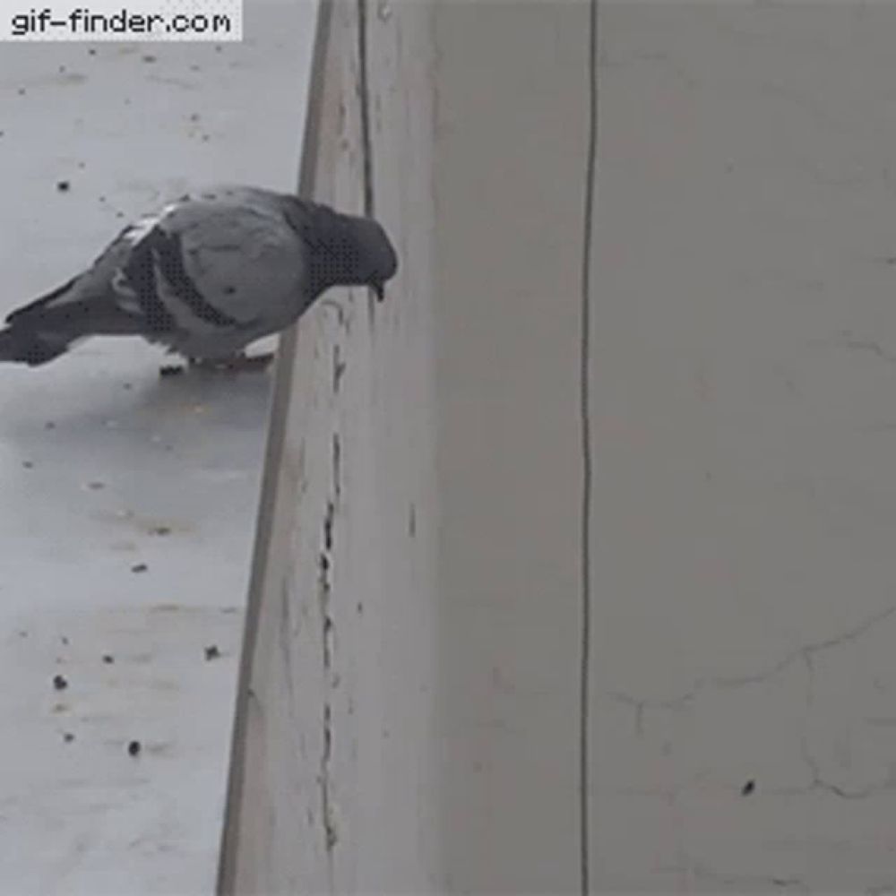 a pigeon is perched on a wall with a gif-finder.com watermark in the corner