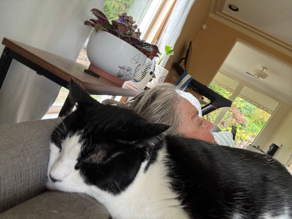 A large male tuxedo car perched on my shoulder, resting his baby face on the back of the couch.