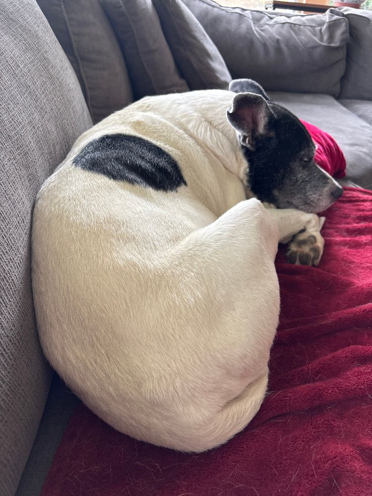 Midsized black and white pittie mix curled up on her red blanket and Christmas pillow for post walk quality nap time