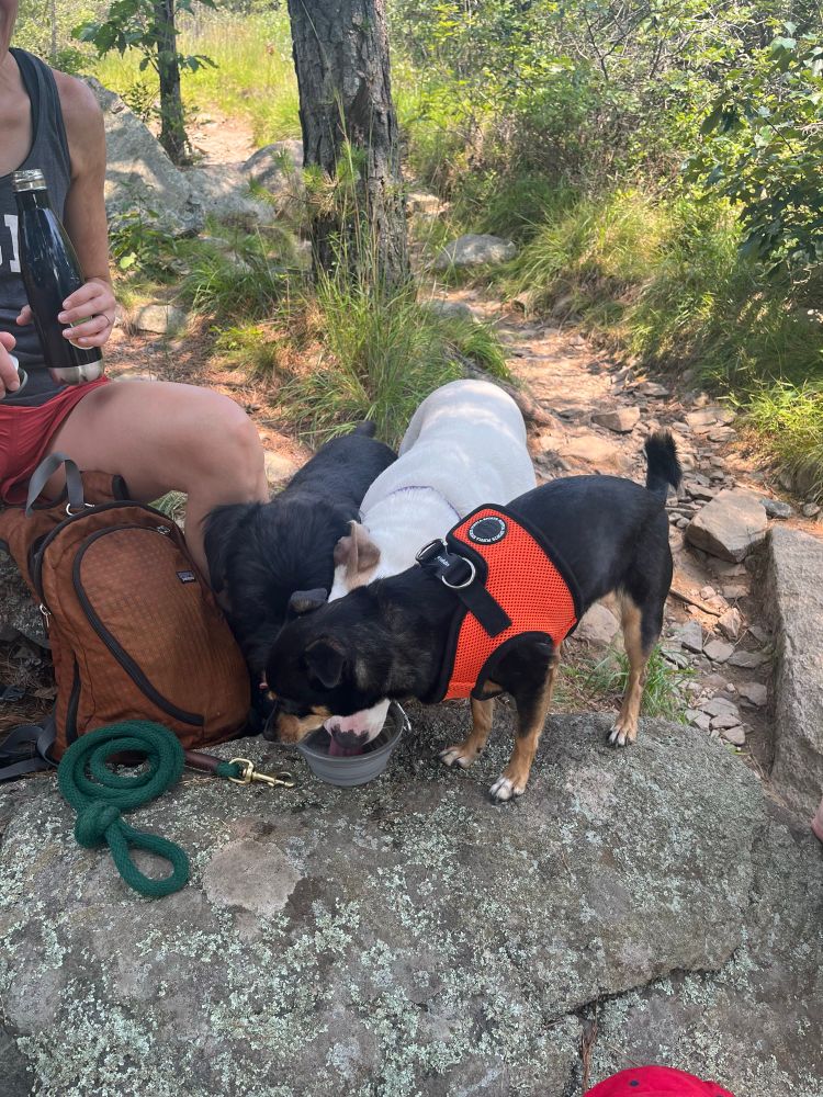 Three dogs drinking out of one water bowl 