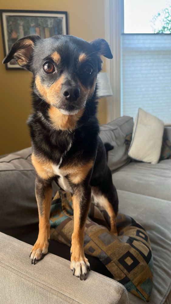 Small black and white dog looks at camera like “wtf let’s go outside” 