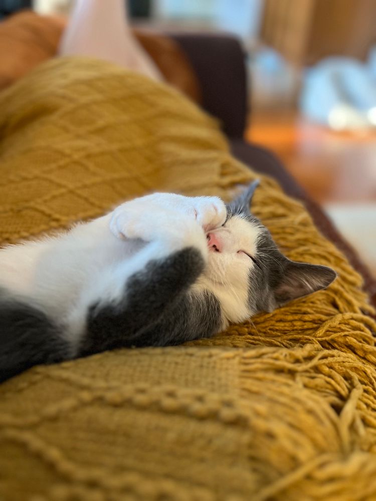 Gray and white kitten sleeping adorably on lap