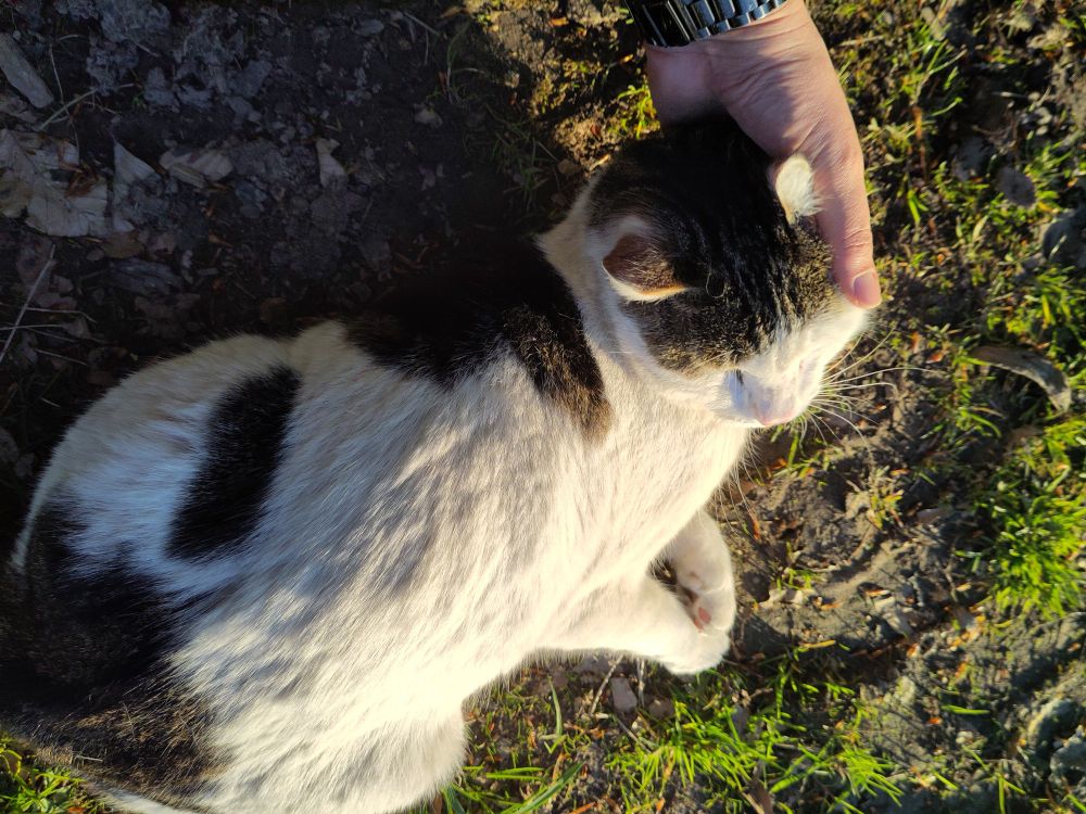 Katze lässt sich in der Sonne am Kopf kraueln.