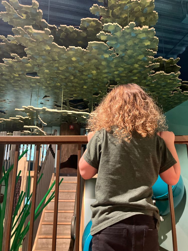 A young child looks over a fence at play equipment modeled after a tree