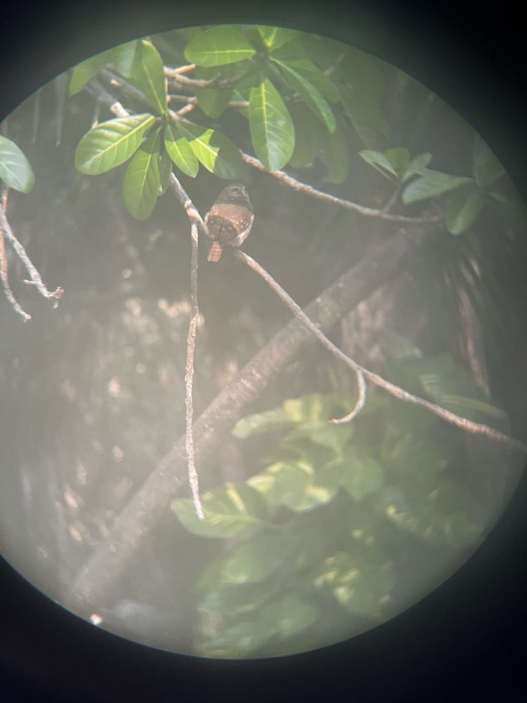 Pygmy owl sitting on a branch