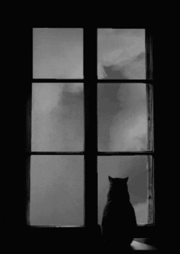 Window Cat GIF