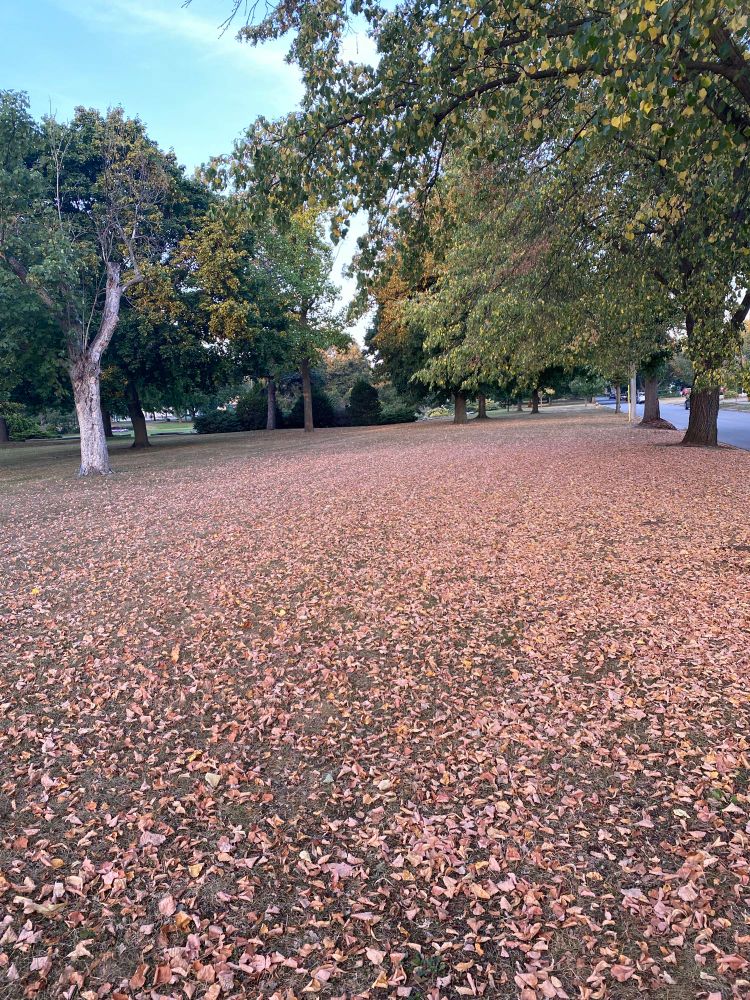Stressed trees are losing their leaves.