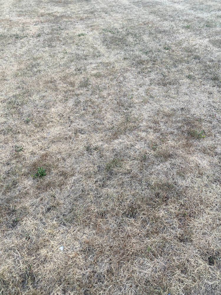 The grass is like straw in some of Ontario.