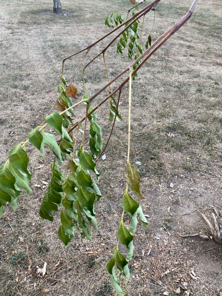 Leaves are shrivelling due to lack of rain.