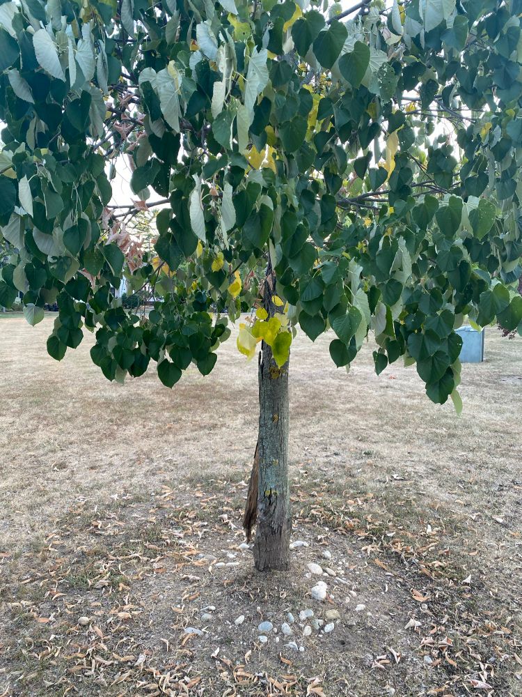 Stressed trees are losing their leaves. 