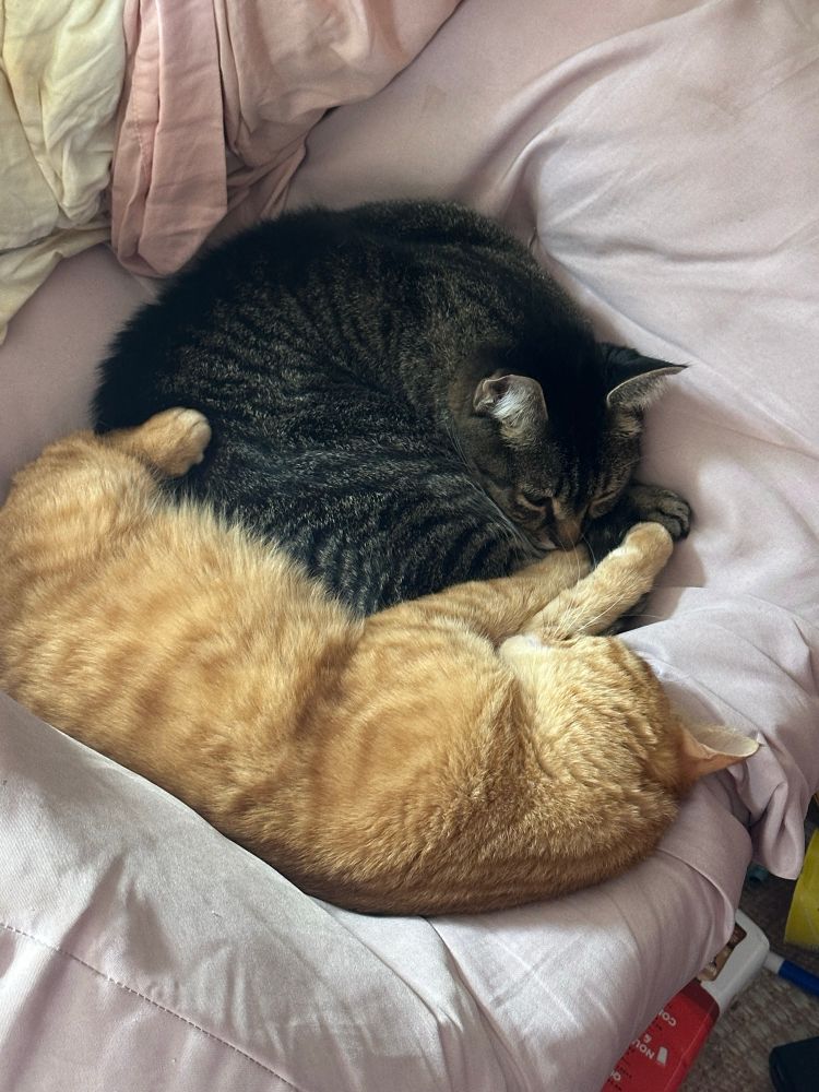 Image of a Maine coon cat and an orange cat laying together in a chair.