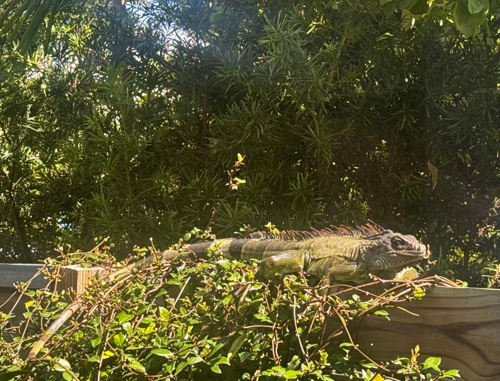 Iguana on top of a fence surrounded by gnawed vines